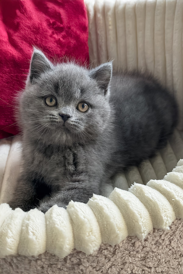 Ivor | British Shorthair Kitten