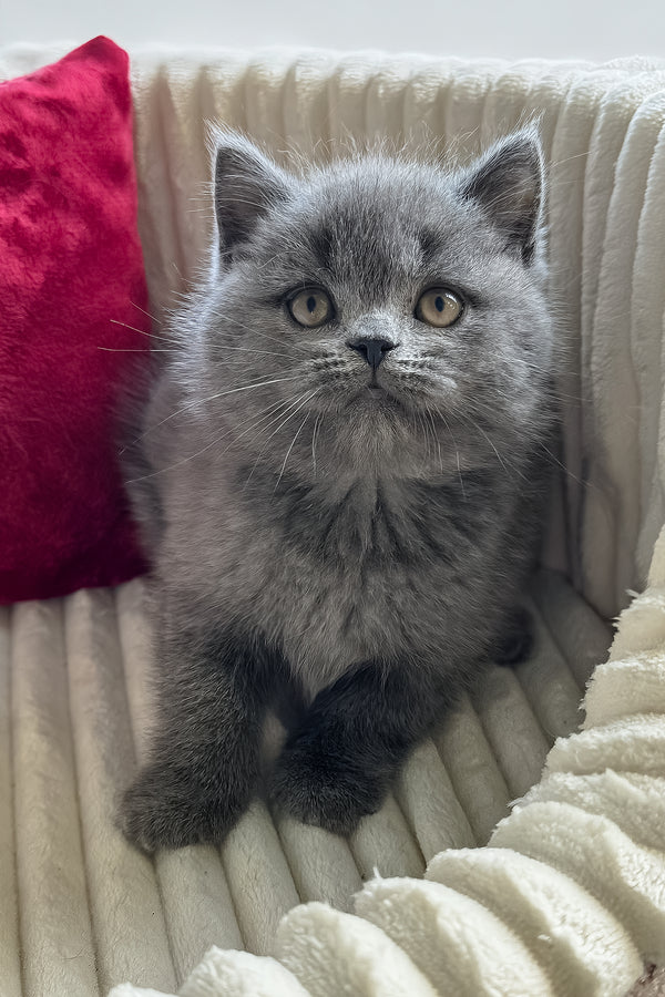 Ivor | British Shorthair Kitten