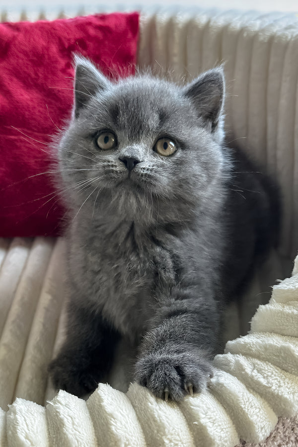 Ivor | British Shorthair Kitten