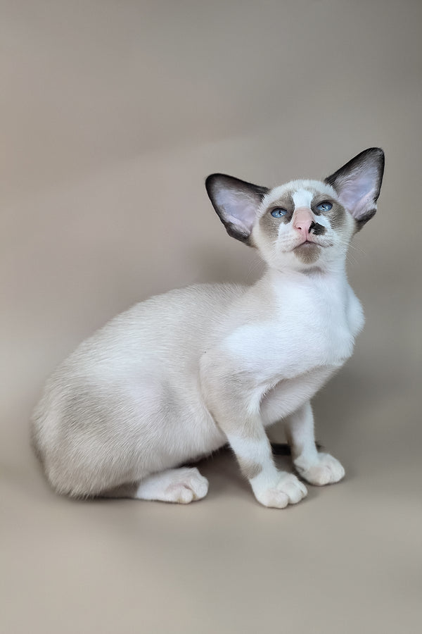 Ivory | Oriental Shorthair Kitten