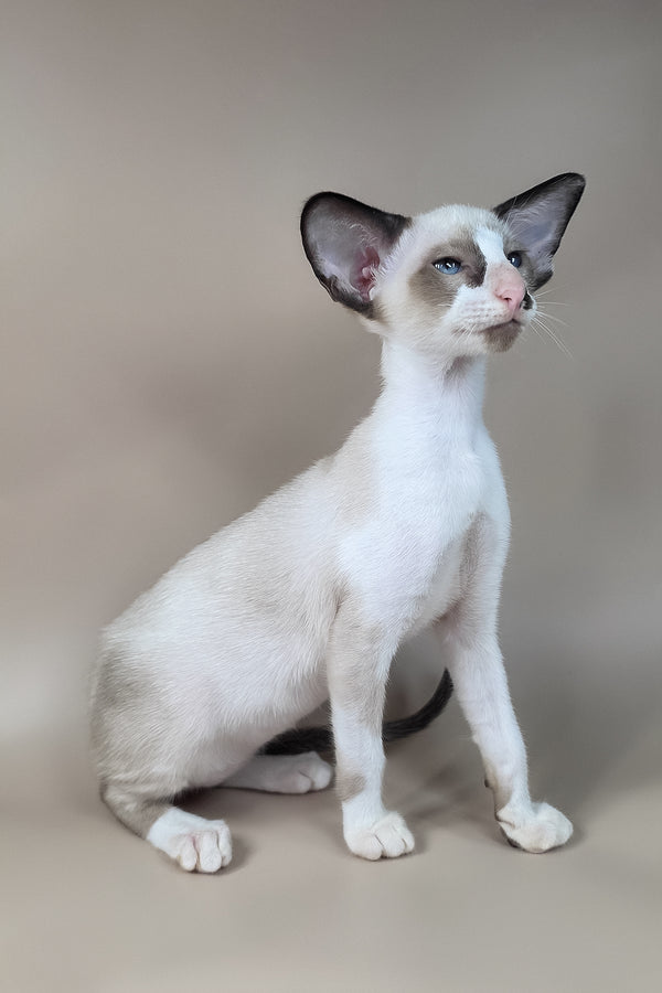 Ivory | Oriental Shorthair Kitten