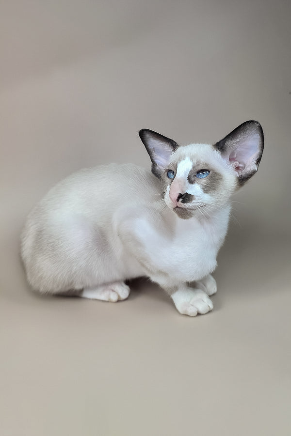Ivory | Oriental Shorthair Kitten