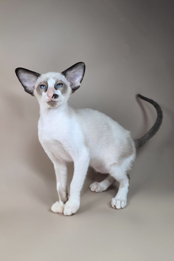Ivory | Oriental Shorthair Kitten