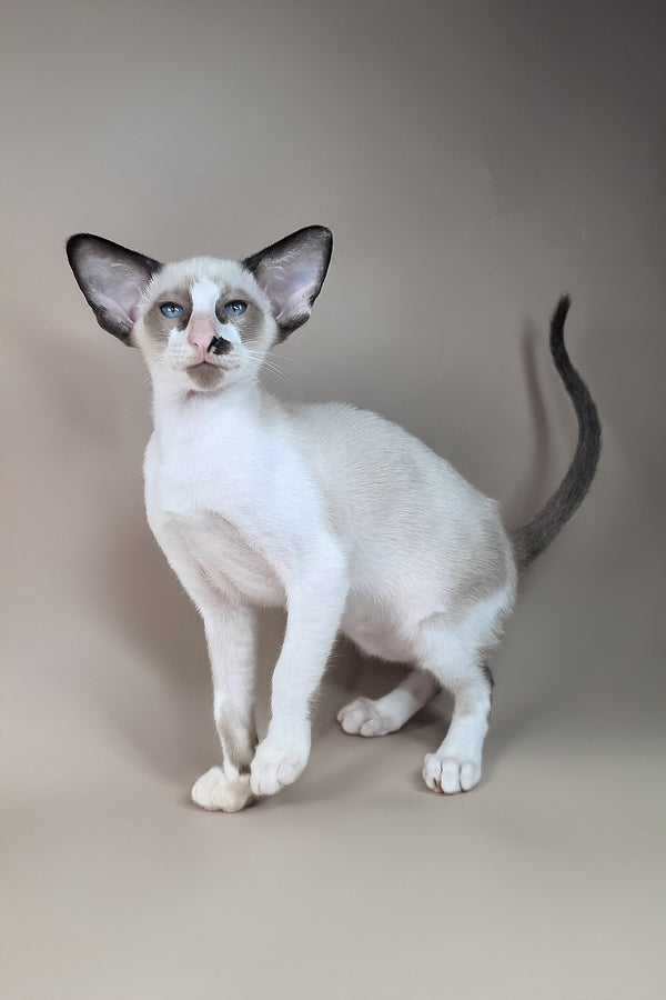 Ivory | Oriental Shorthair Kitten