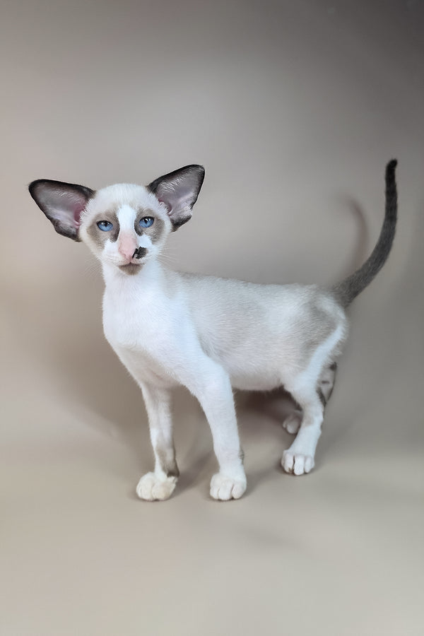 Ivory | Oriental Shorthair Kitten