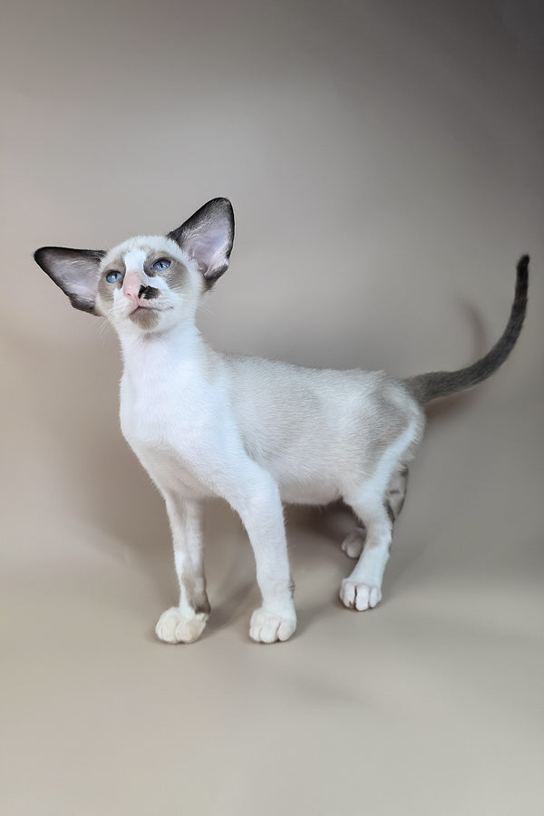 Ivory | Oriental Shorthair Kitten