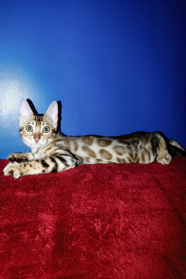 Izabella | Bengal Kitten