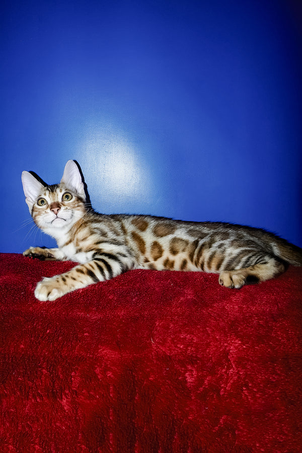 Izabella | Bengal Kitten