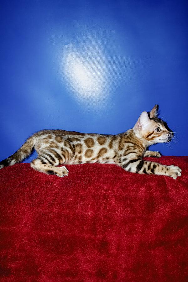 Izabella | Bengal Kitten
