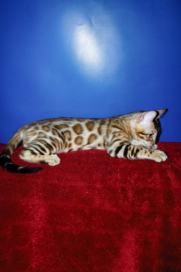 Izabella | Bengal Kitten