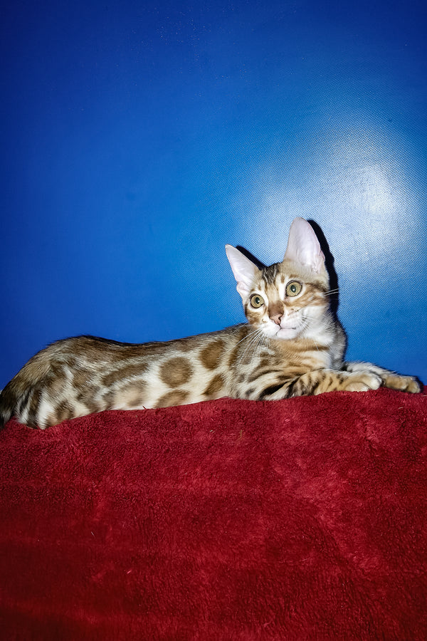 Izabella | Bengal Kitten