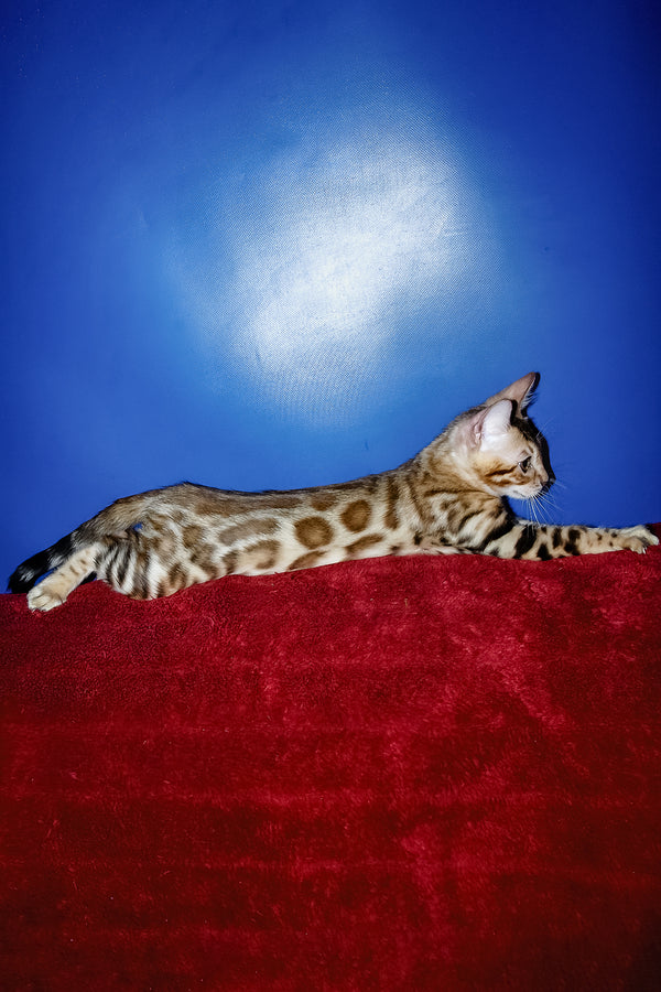 Izabella | Bengal Kitten