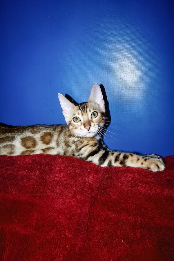 Izabella | Bengal Kitten