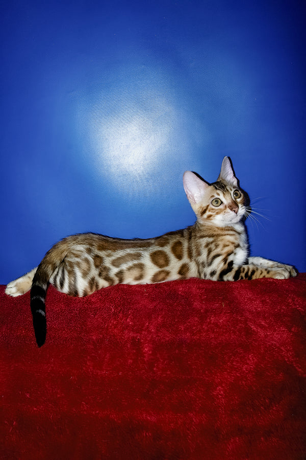 Izabella | Bengal Kitten