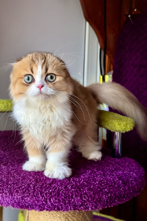 Izium | Scottish Fold Longhair Kitten