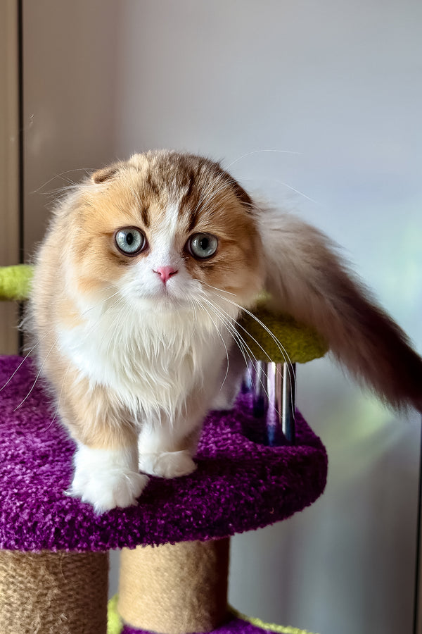 Izium | Scottish Fold Longhair Kitten