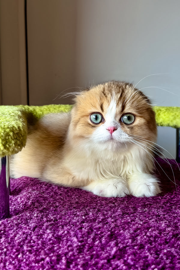 Izium | Scottish Fold Longhair Kitten