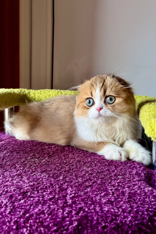 Izium | Scottish Fold Longhair Kitten