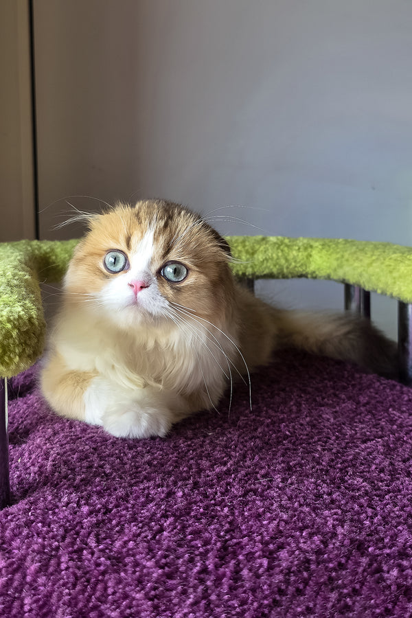 Izium | Scottish Fold Longhair Kitten