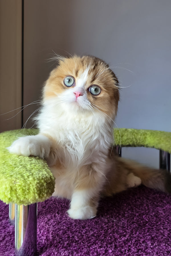 Izium | Scottish Fold Longhair Kitten