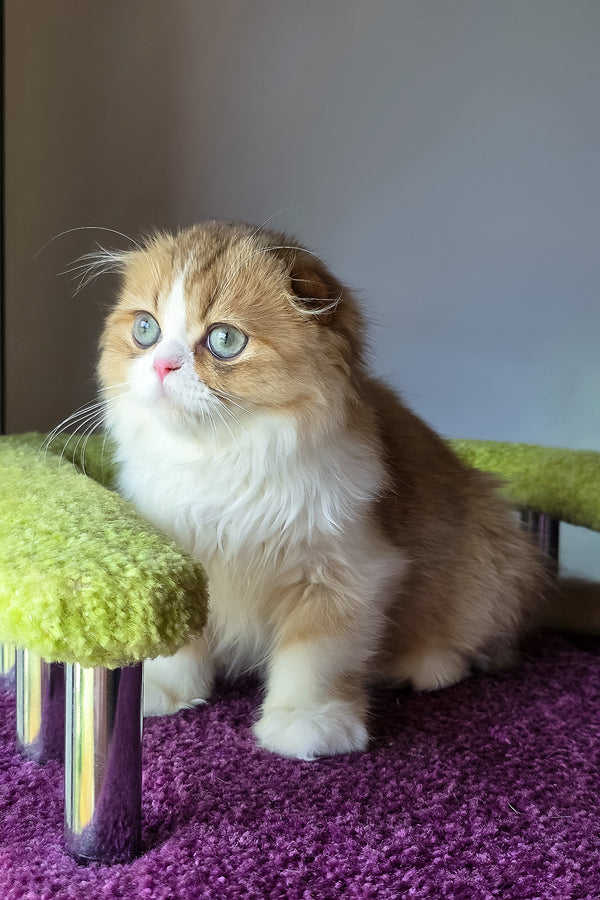 Izium | Scottish Fold Longhair Kitten