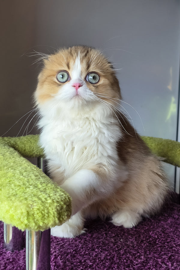 Izium | Scottish Fold Longhair Kitten