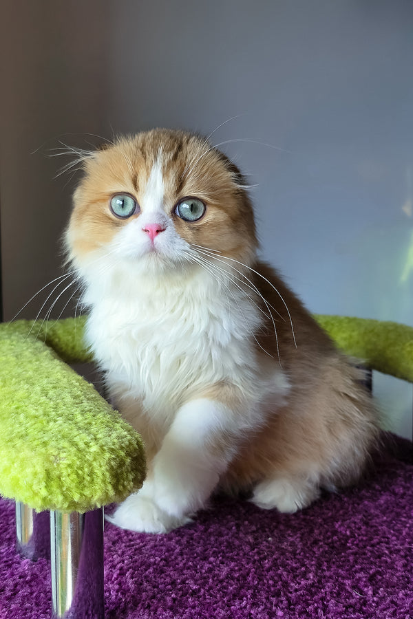 Izium | Scottish Fold Longhair Kitten