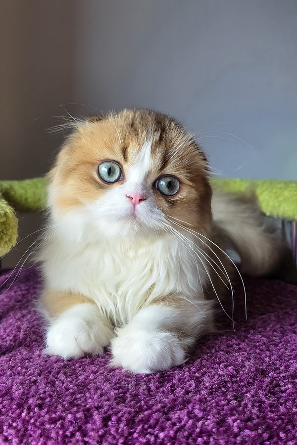 Izium | Scottish Fold Longhair Kitten