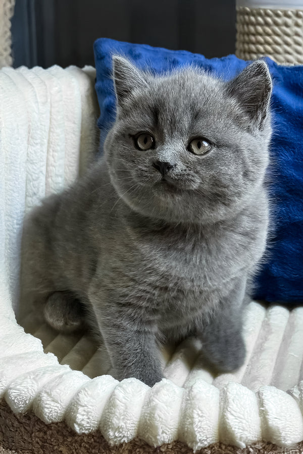 Izumrud | British Shorthair Kitten
