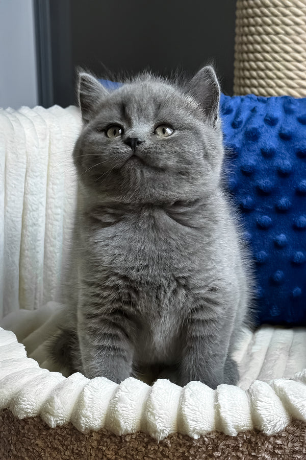 Izumrud | British Shorthair Kitten
