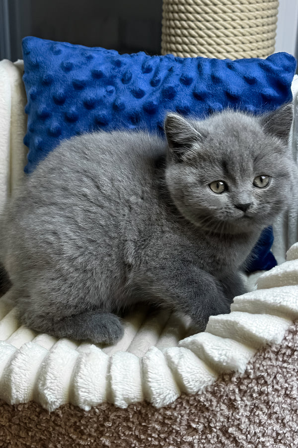 Izumrud | British Shorthair Kitten