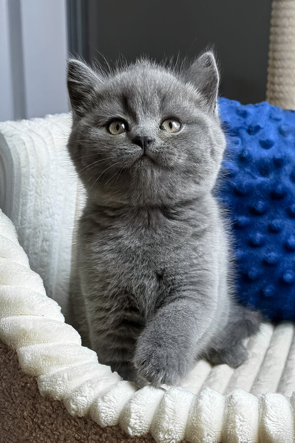Izumrud | British Shorthair Kitten