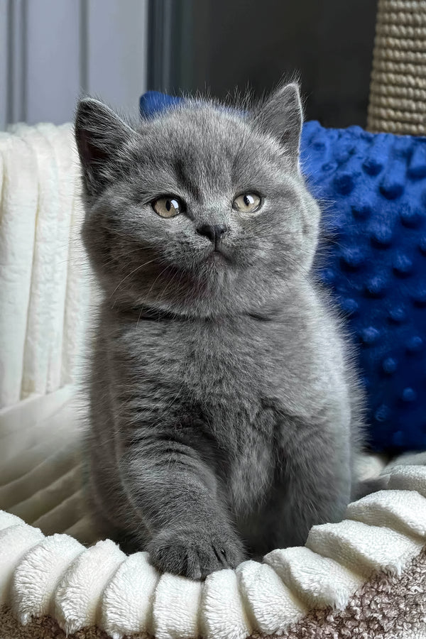 Izumrud | British Shorthair Kitten