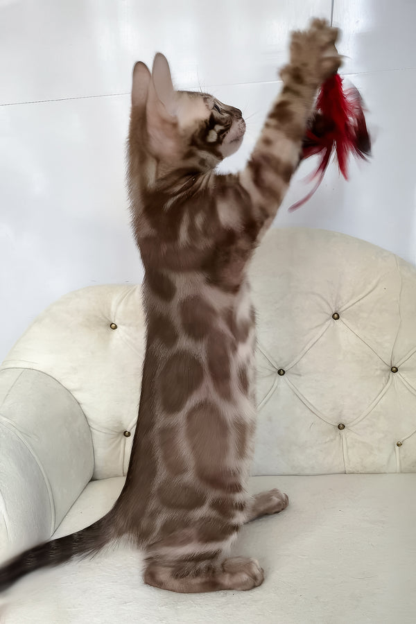 Izy | Bengal Kitten