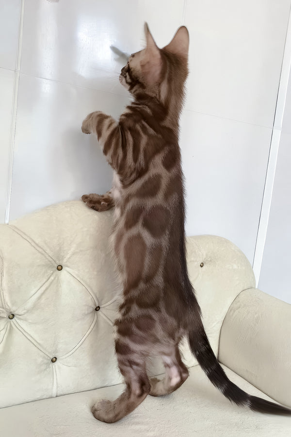 Izy | Bengal Kitten