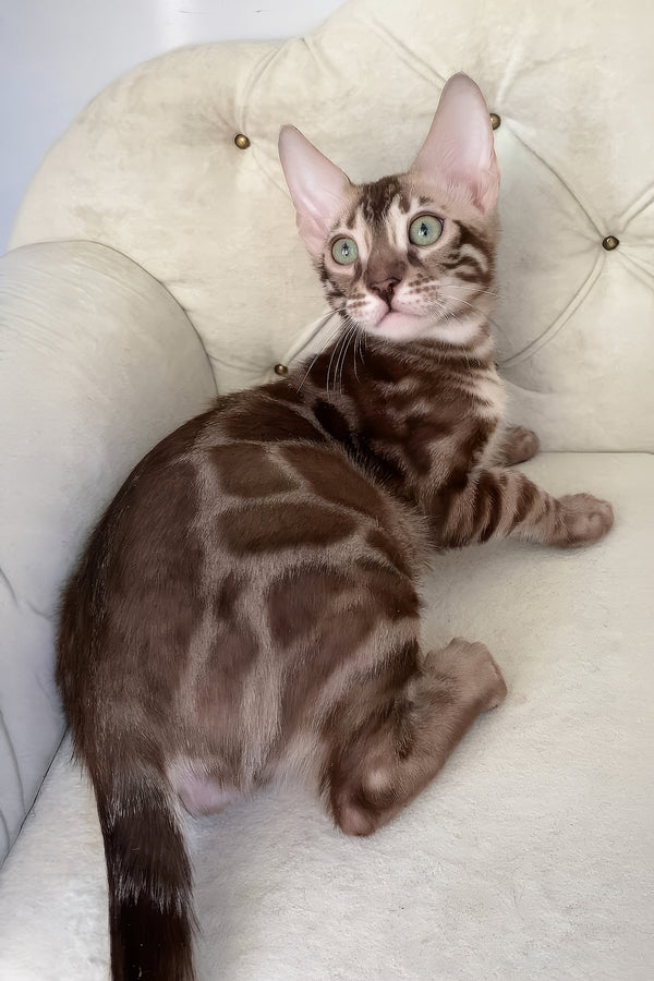 Izy | Bengal Kitten