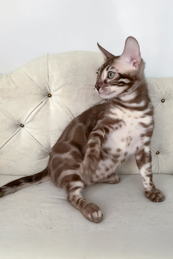 Izy | Bengal Kitten