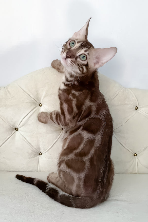 Izy | Bengal Kitten