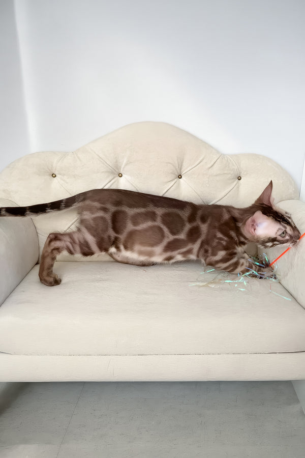 Izy | Bengal Kitten