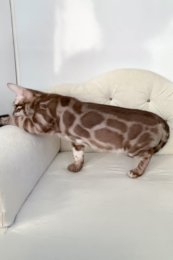 Izy | Bengal Kitten