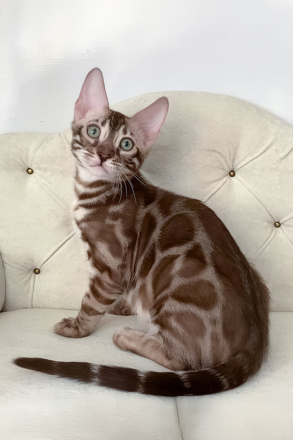 Izy | Bengal Kitten