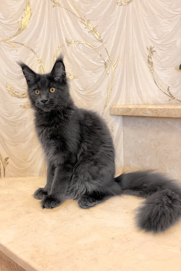 Jade | Maine Coon Kitten