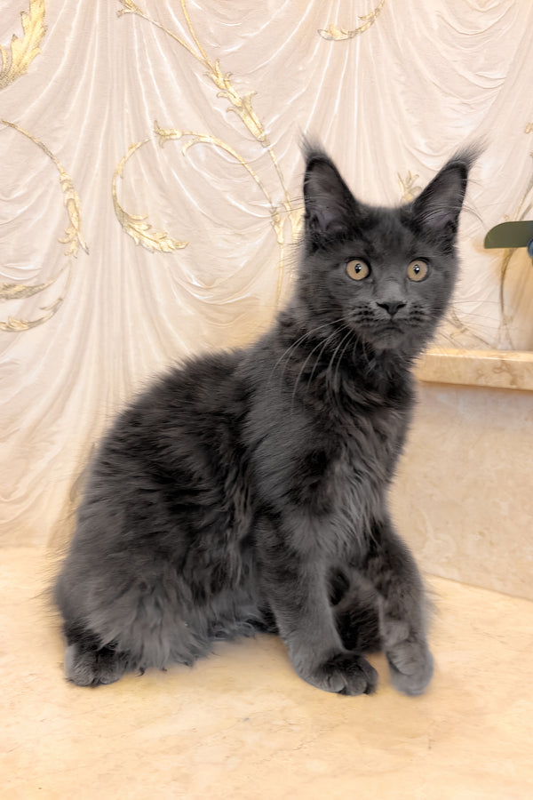 Jade | Maine Coon Kitten