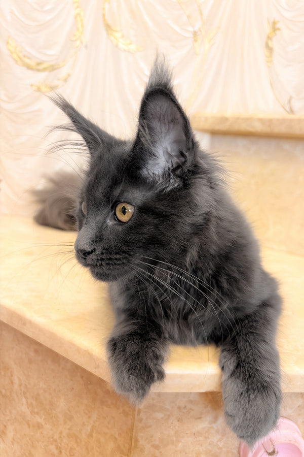 Jade | Maine Coon Kitten