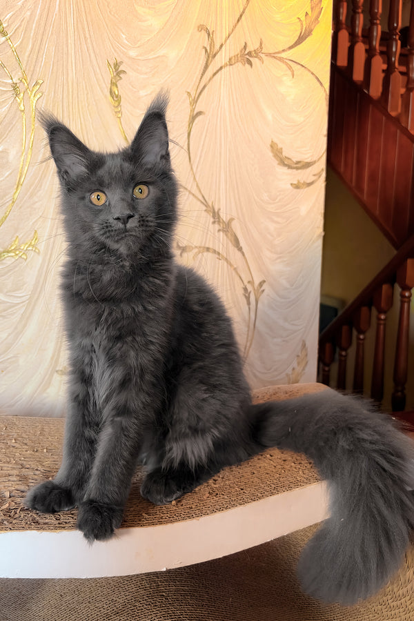 Jade | Maine Coon Kitten