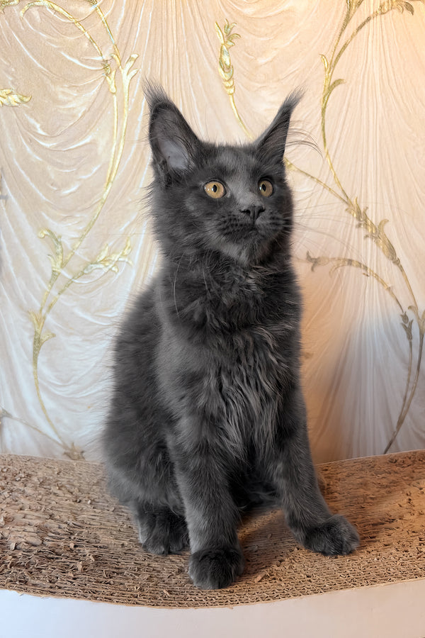 Jade | Maine Coon Kitten