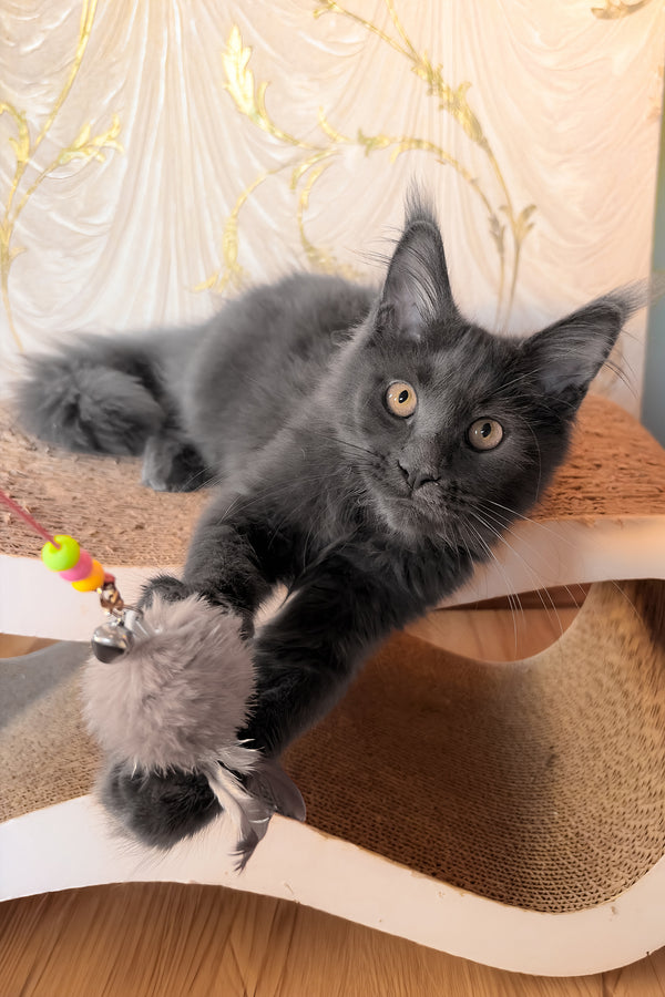 Jade | Maine Coon Kitten