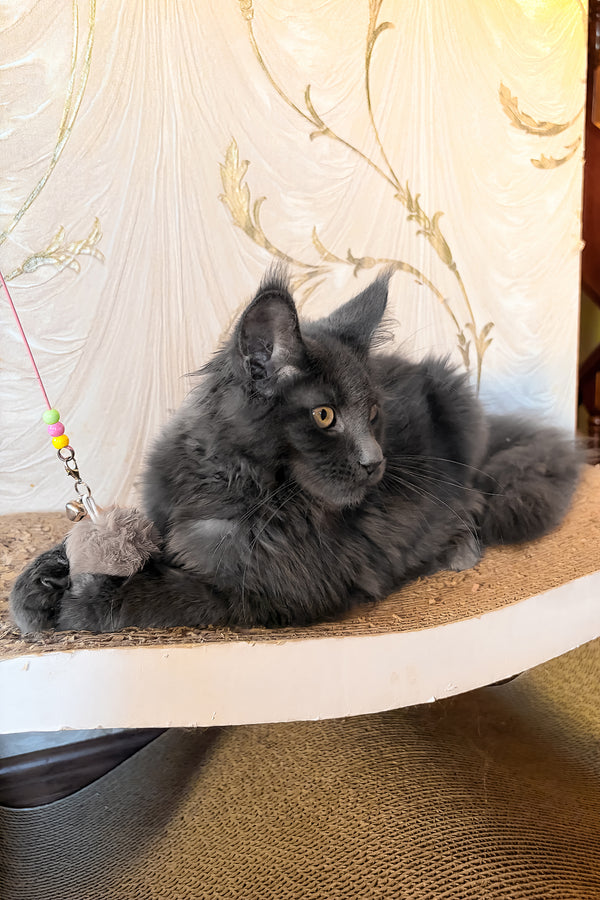 Jade | Maine Coon Kitten