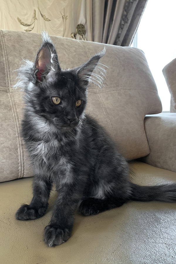James Bond | Maine Coon Kitten