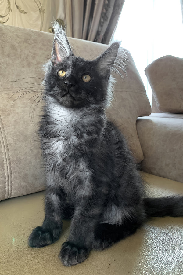 James Bond | Maine Coon Kitten